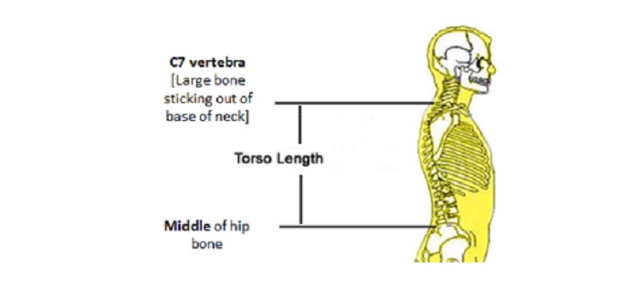 your-torso-size